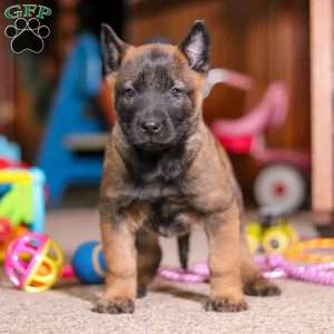 Blaze, Belgian Malinois Puppy